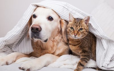 Lutte contre la maltraitance animale : des obligations renforcées pour les propriétaires