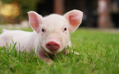 Crise porcine africaine : une nouvelle campagne de sensibilisation