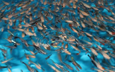 Corse et Outre-mer : indemnisation exceptionnelle des exploitations agricoles et piscicoles