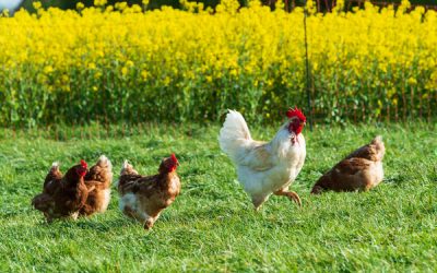 Référent « bien-être animal » : du nouveau pour les élevages de porcs et de volailles