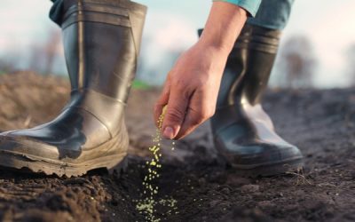 Rotation des cultures, biodiversité : des dérogations pour les agriculteurs