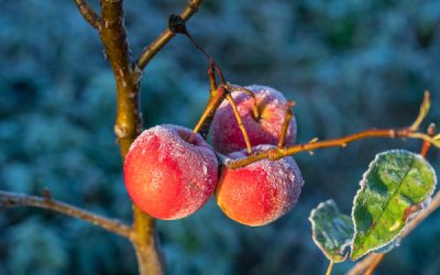 Une indemnisation pour les agriculteurs concernés par l’épisode de gel d’avril 2022