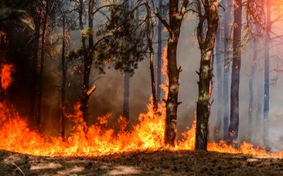 Incendies : mise en place d’une cellule dédiée