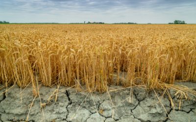 Sécheresse : de nouvelles mesures pour soutenir les agriculteurs