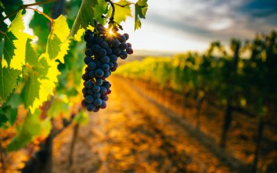 Vendanges et temps de travail : des dérogations ?