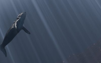 Élargissement des zones interdites de pêche