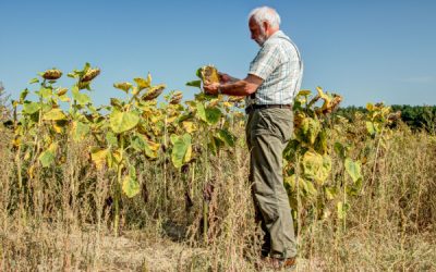 Aléas climatiques : un dispositif pour (r)assurer les agriculteurs !