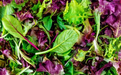 Cotisation foncière des entreprises : vente de salades = activité agricole ?