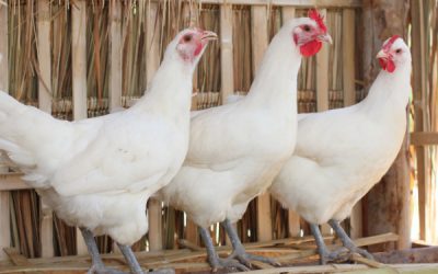 Grippe aviaire : c'est reparti !