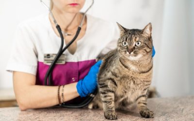 Vétérinaires : procédure disciplinaire et confraternité, quelle articulation ?