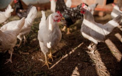 Grippe aviaire : risque élevé sur le territoire métropolitain