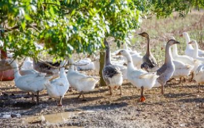 Grippe aviaire : de nouvelles obligations pour limiter la propagation du virus