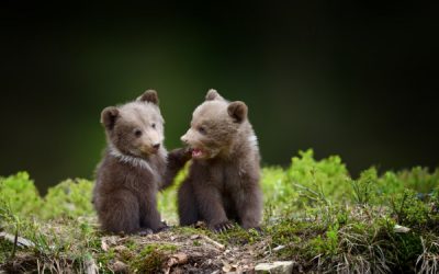 Éleveurs : des mesures d’effarouchement des ours… problématiques ?