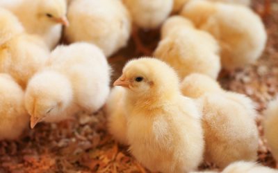 Fin de l’élimination des poussins mâles : le calendrier est tenu