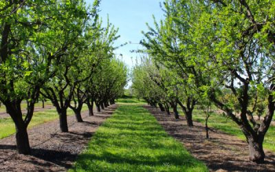 Plan de cession comprenant un bail rural : à qui appartiennent les plantations ?