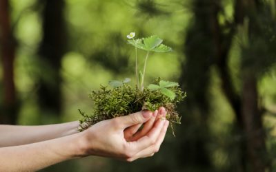 Environnement : une mise au vert nécessaire !