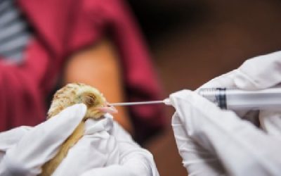 Grippe aviaire : faire face à l’hiver