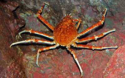 Mytiliculteurs : faire face aux araignées de mer…