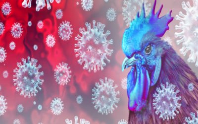 Grippe aviaire : un nouveau report de cotisations sociales pour les éleveurs !
