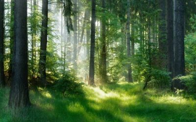 Production de semences forestières : une subvention possible