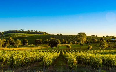 Crise de la filière vitivinicole : l’État propose des solutions