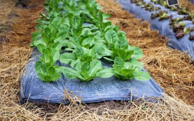 Aléas climatiques et agriculture : une aide pour protéger les exploitations