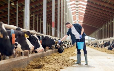 Éleveurs : une indemnisation en cas d’abattage d’animaux sur ordre de l’administration