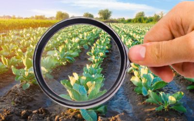 Plan de soutien aux industries agroalimentaires : que contient-il ?