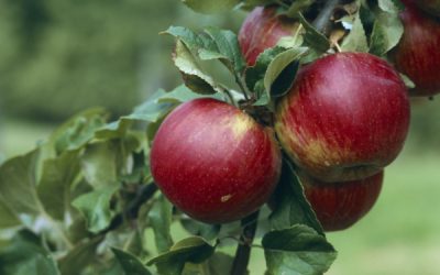 Arboriculture : vers une interdiction du captan ?
