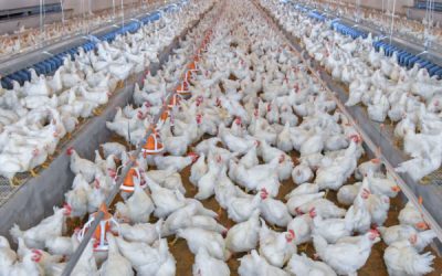 Infections à Salmonella : mise en place d’un programme national de lutte
