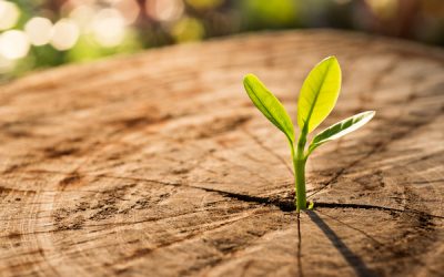 Agrément des associations de protection de l’environnement : qui ne dit mot consent !