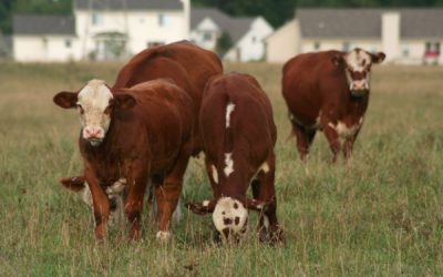 PLU et zonage agricole : vers la création d’un ordre de priorité ?