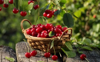 Cerises : pas de phosmet en France ?
