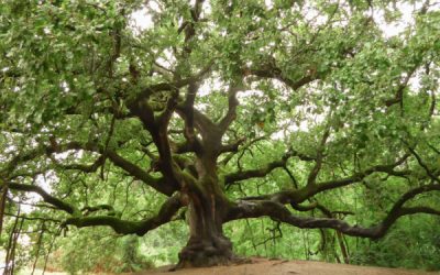 Plan local d’urbanisme (PLU) = protecteur des arbres ?