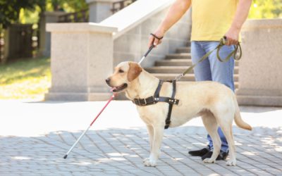 Taxis : pouvez-vous refuser d’effectuer une course lorsque votre client est accompagné d’un chien-guide ?