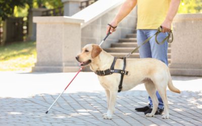 Taxis : pouvez-vous refuser d’effectuer une course lorsque votre client est accompagné d’un chien-guide ?