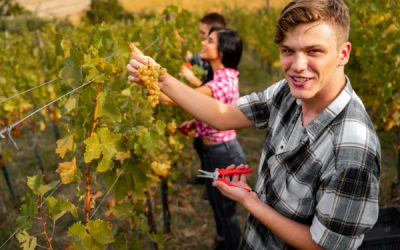 Embauche de travailleurs saisonniers agricoles : ce que vous devez savoir !