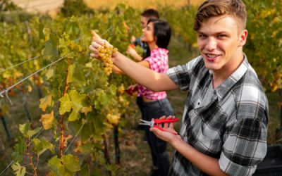 Embauche de travailleurs saisonniers agricoles : ce que vous devez savoir !