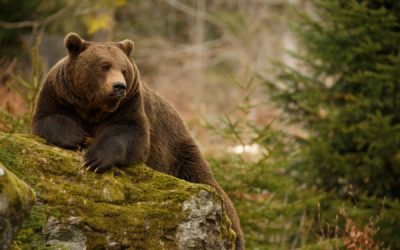 Effarouchement des ours bruns dans les Pyrénées : quelles règles ?