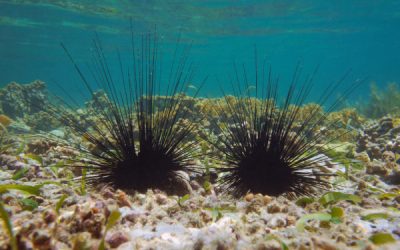 Oursins en mer méditerranée : un problème de raréfaction…
