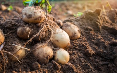 Filière de la pomme de terre : un soutien financier