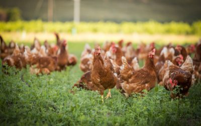 Grippe aviaire : un niveau négligeable ?