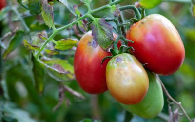 Virus de la tomate : un renforcement des mesures de protection