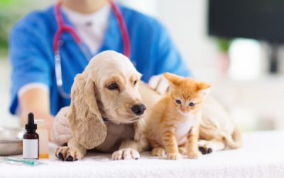 Aides « locales » aux vétérinaires : plus accessibles ?