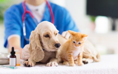 Aides « locales » aux vétérinaires : plus accessibles ?