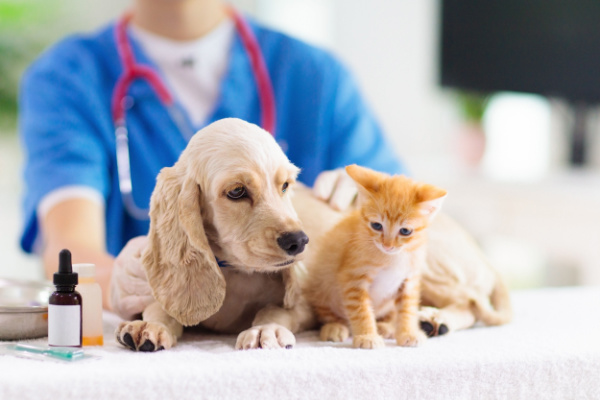 veto