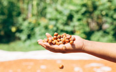 Aide financière pour les agriculteurs biologiques : un délai supplémentaire !
