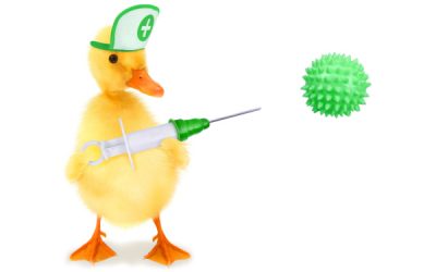 Grippe aviaire : la campagne de vaccination des canards est lancée !