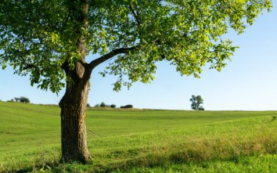 Producteurs de cerises et de noix : des pertes indemnisées ?