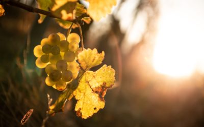Viticulture : déblocage d’aides pour le secteur